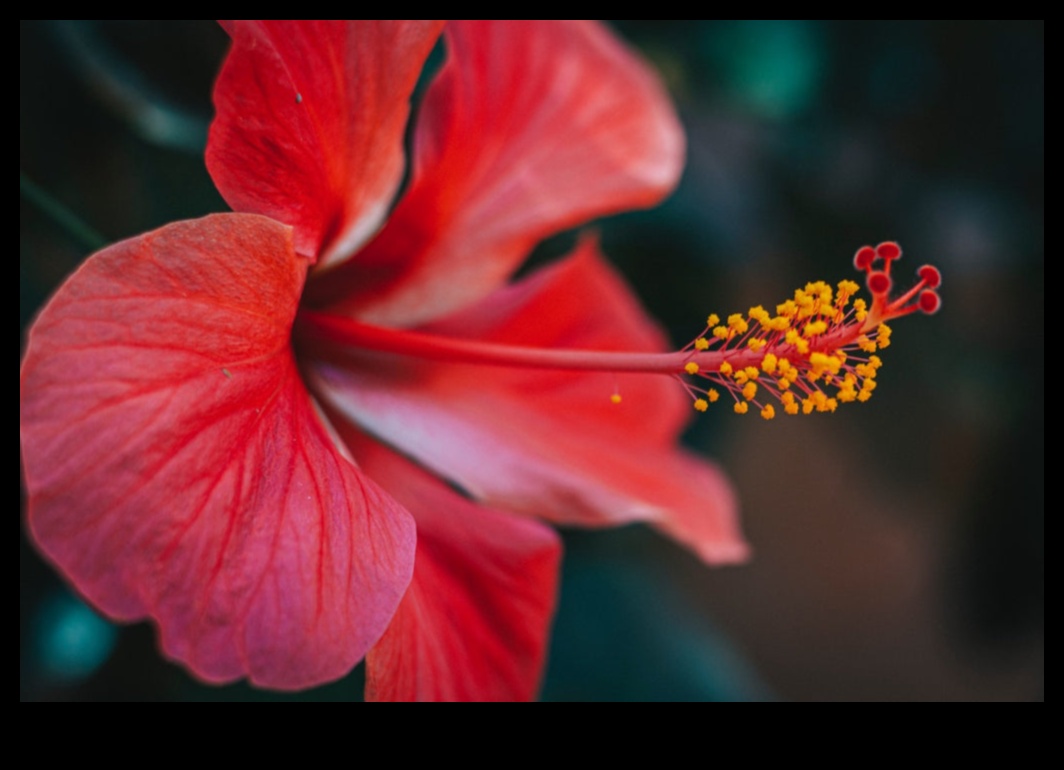 Sabah Çiçekleri: Güne Hibiscus'un Canlı Dokunuşuyla Başlayın